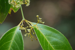 Reissantia indica